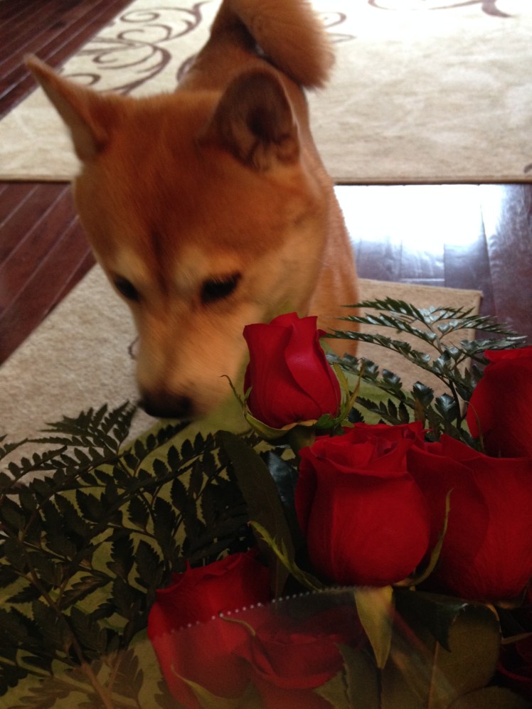 Quinlan and My Roses Summer 2015