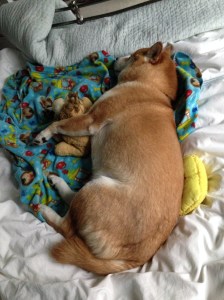 Shiba is Turning into Garfield Summer 2015