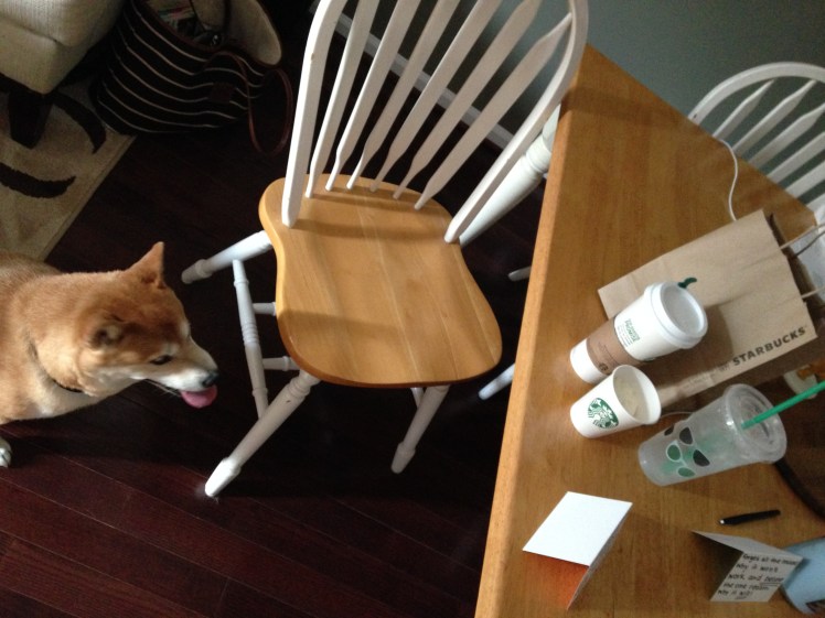 Shiba Loves Starbucks Summer 2015