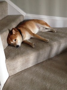 Naps are Common Around Here  Summer 2015