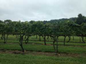 VA Winery  Fall 2015