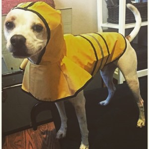 Storm Joaquin  Fall 2015