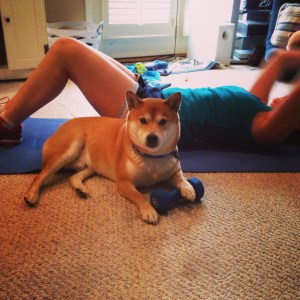What? I workout! Shiba Winter 2014