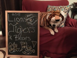 Lions and TIGERS and Bears Fall 2015