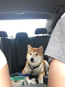 Making our way to drop pup off for his overnight! June 2016