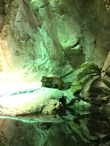 Baltimore Aquarium June 2016