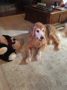 Our Last Saturday Family Dinner with Walker Dog