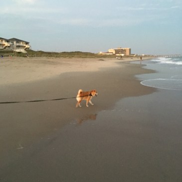 Quinlan at the Beach September 2016