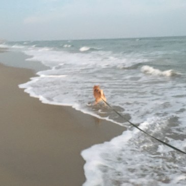Quinlan at the Beach September 2016