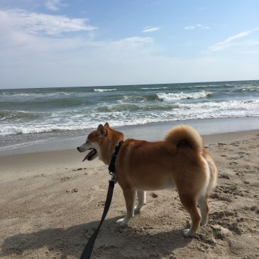 Quinlan at the Beach September 2016