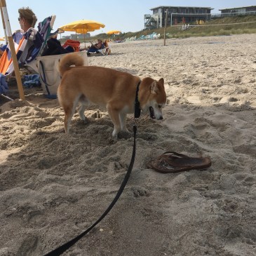 Quinlan at the Beach September 2016