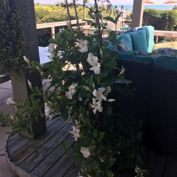 The Atlantis September 2016