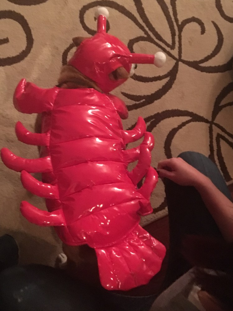 Our Lob-stah!  October 2016