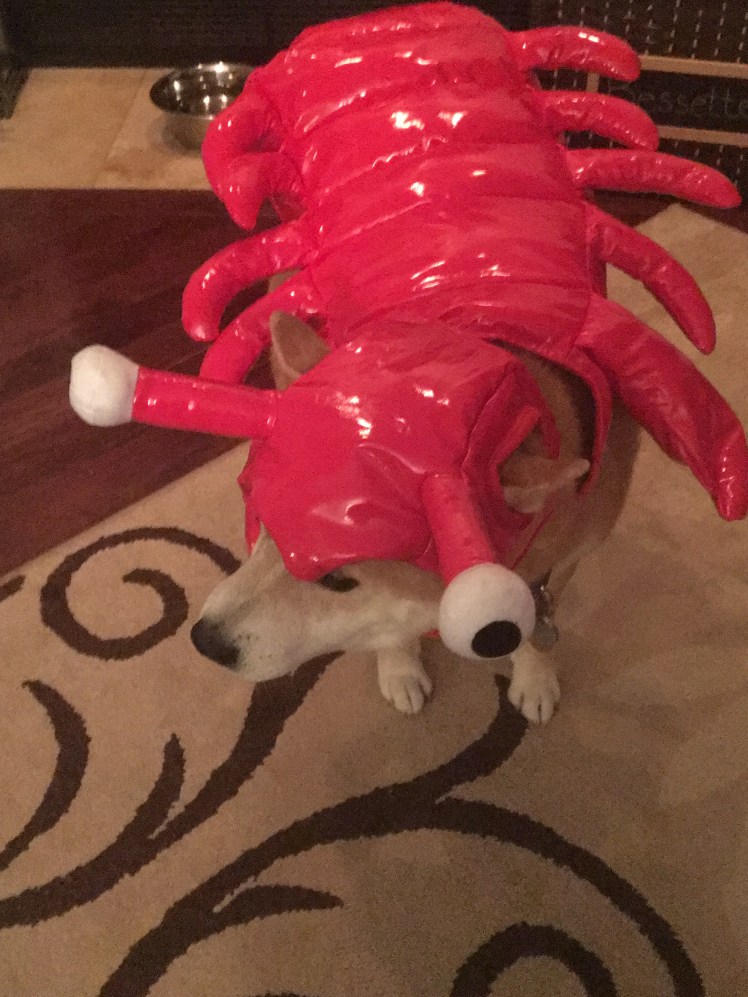 Our Lob-stah!  October 2016